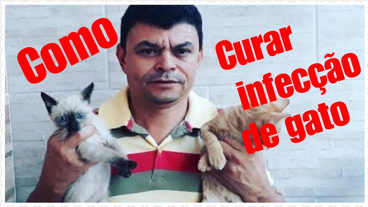 Como Acabar Infec O Urin Ria Do Seu Gato