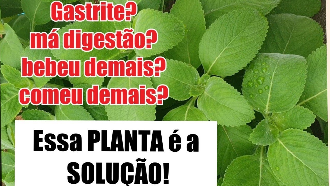 Tratamento Natural Para Problemas No F Gado Est Mago E Ves Cula