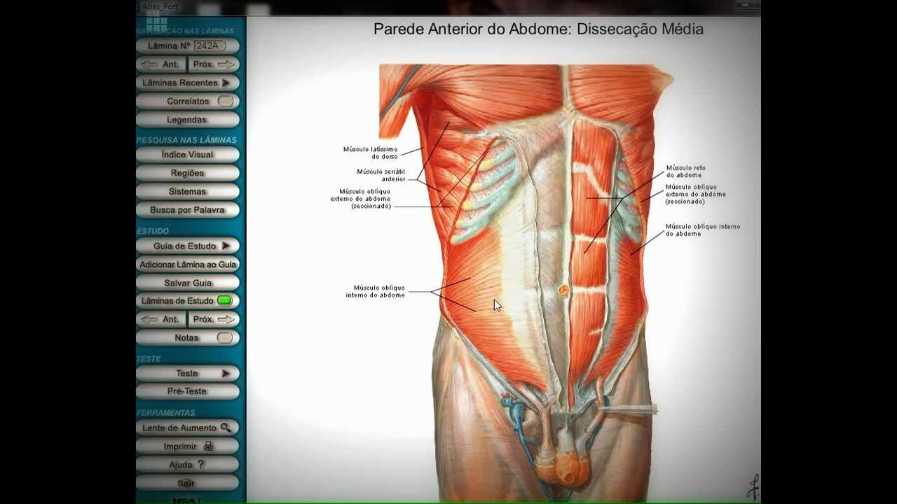 Músculos do tórax e abdômen Conheça a anatomia humana