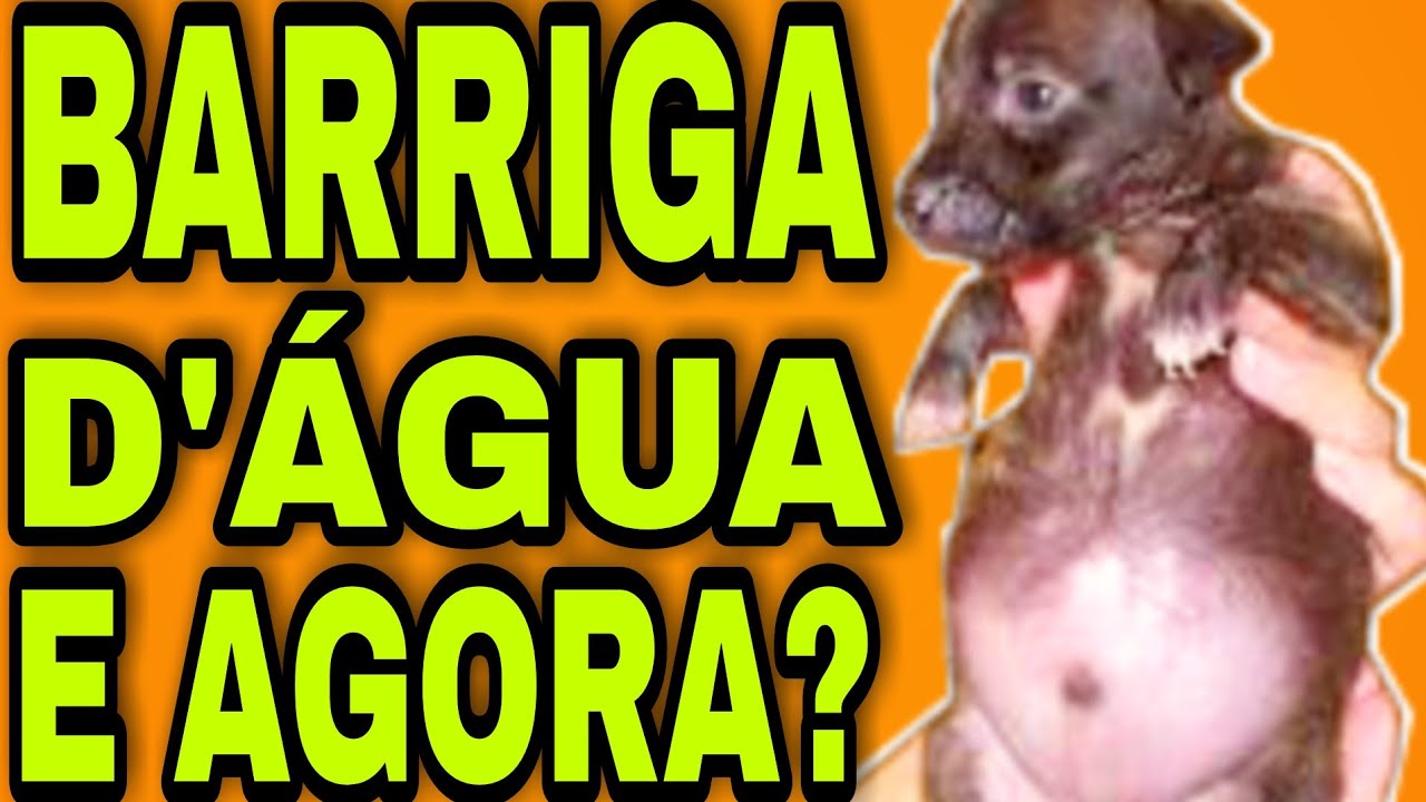 COMO TRATAR BARRIGA D'ÁGUA EM CACHORRO