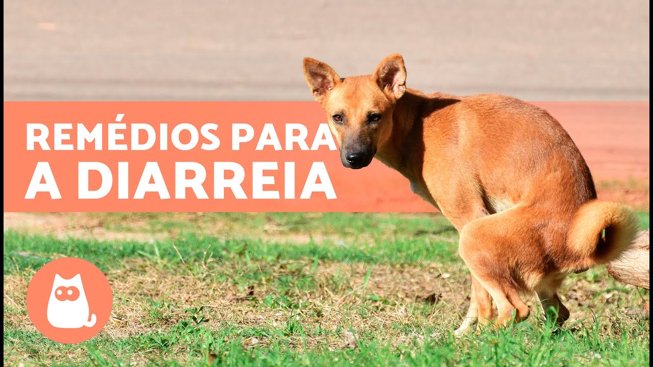 Como Tratar A Diarreia Em Cães: Guia Completo Com Soluções – PWPK