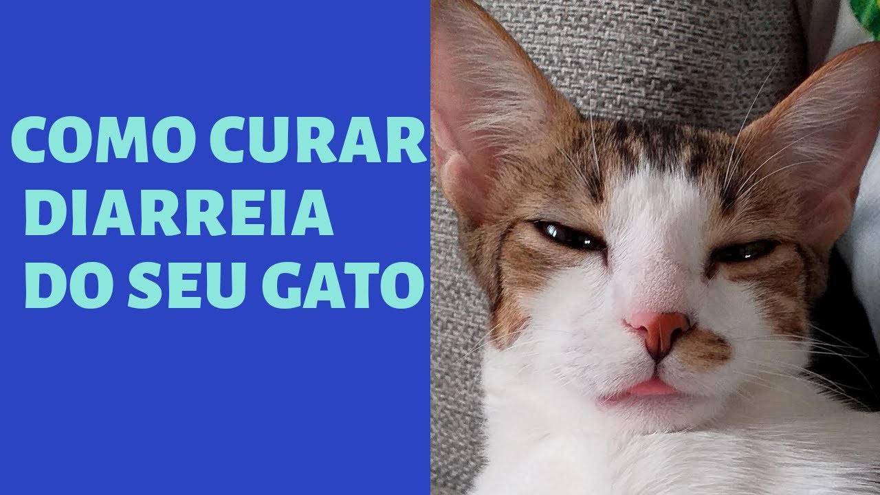 3 Remédios Caseiros Para Diarreia Em Gatos – LMAU