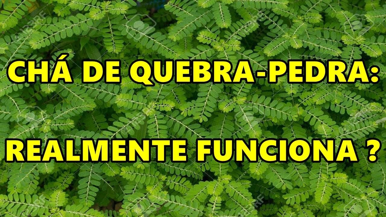Chá de Quebra-Pedra: Funciona Para Problemas Renais? | Nefrologia em 2 ...