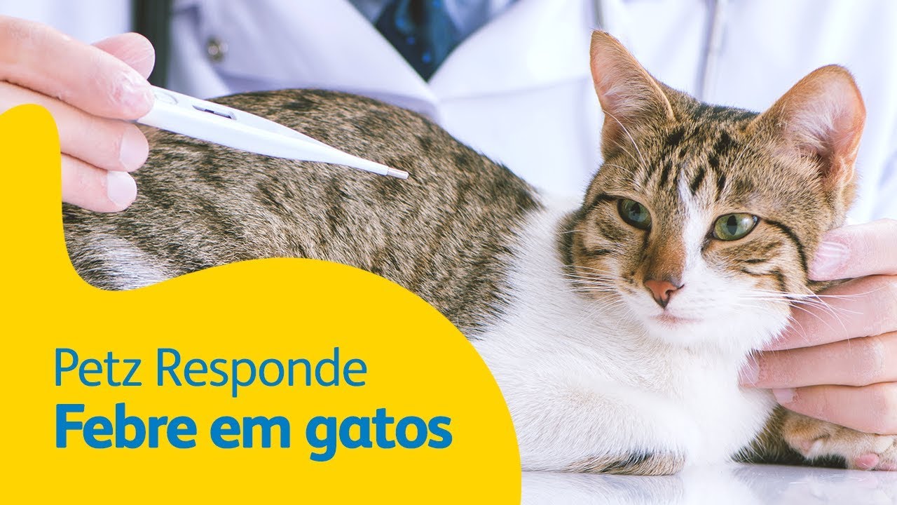 Como lidar com febre em gatos: Dicas da Petz.