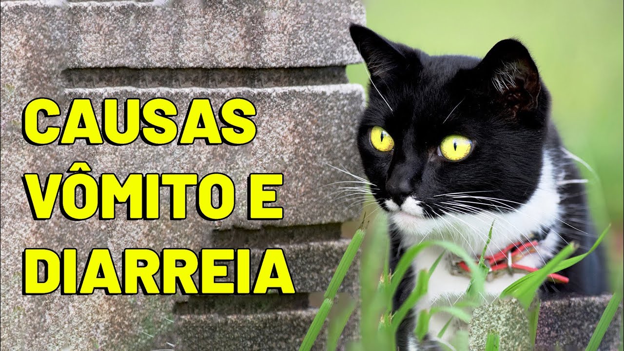 Descubra as causas da diarreia e vômito em gatos