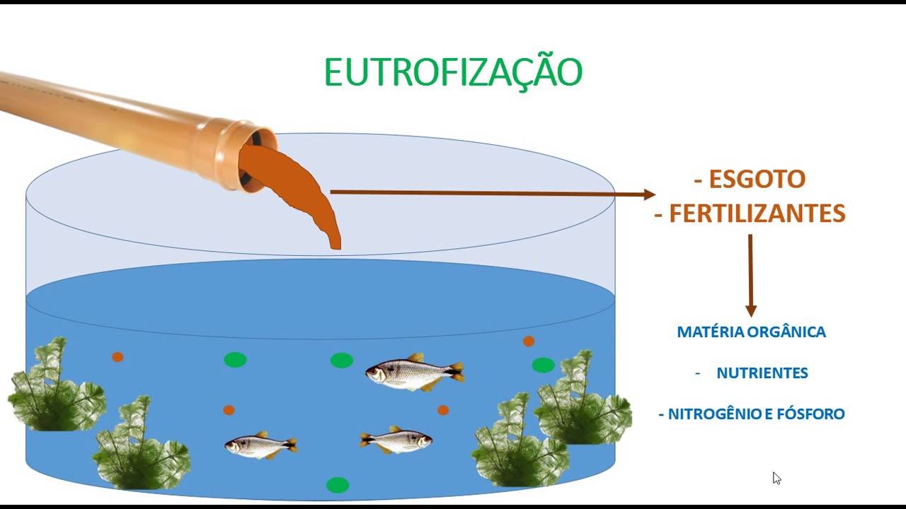 Entenda o que é eutrofização e seus impactos no meio ambiente.