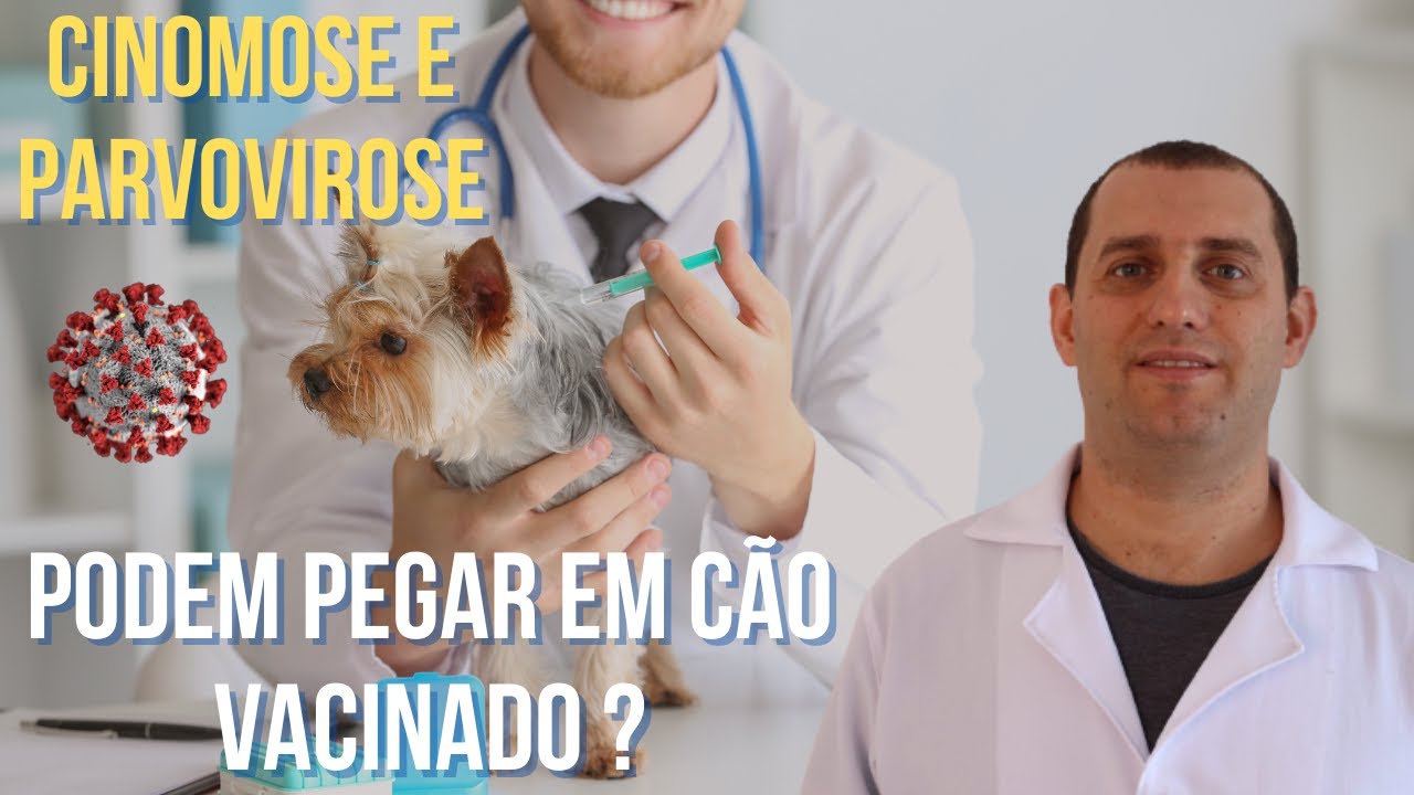Cachorro vacinado: riscos de cinomose e parvovirose.