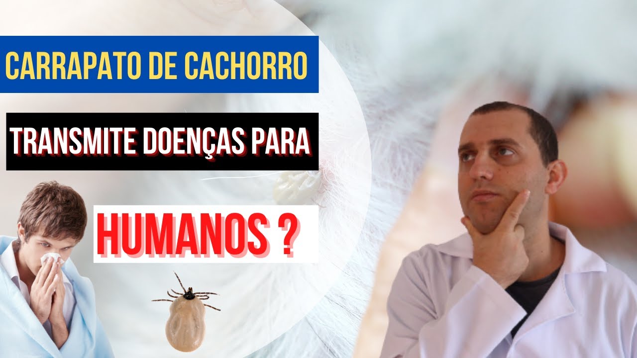 Doenças transmitidas por carrapatos de cachorros para seres humanos: o ...